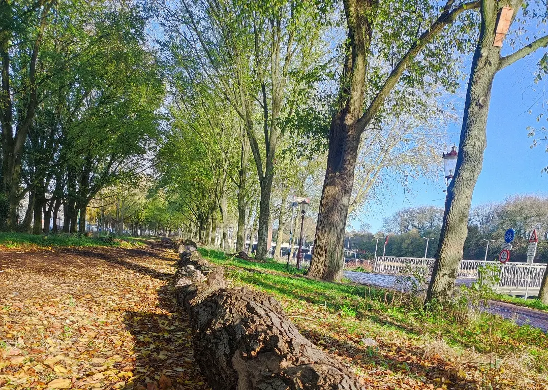 Boomstammen Buiksloterweg