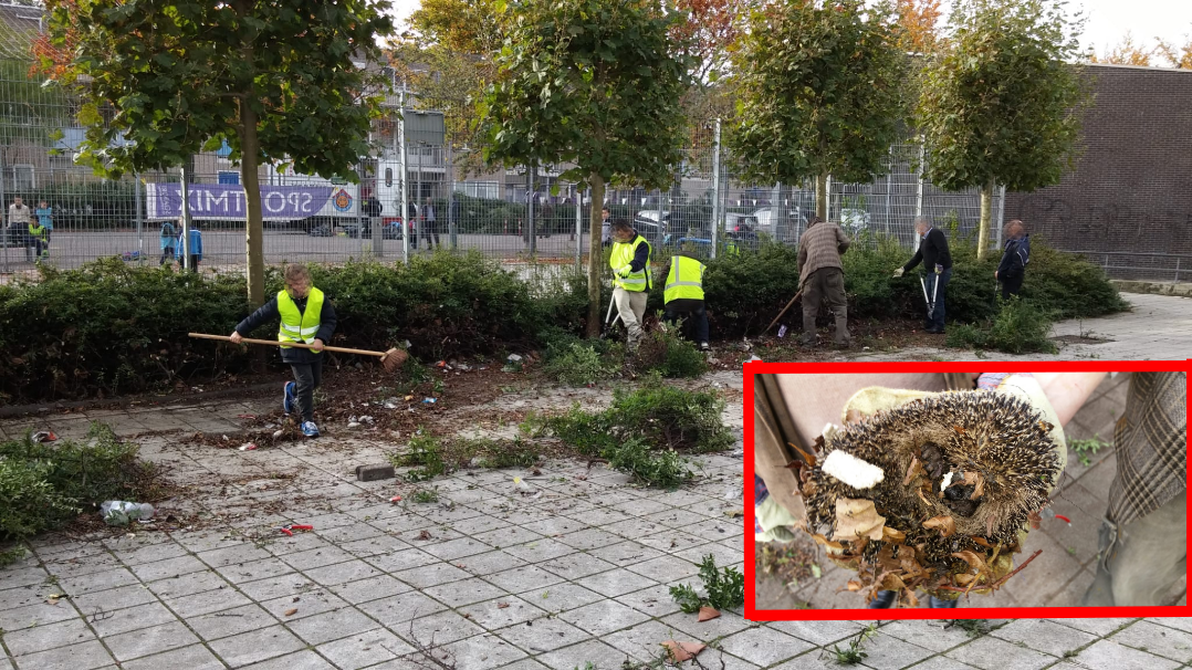 Slapend egeltje ontsnapt ternauwernood aan de schoffel tijdens een buurtschoonmaak