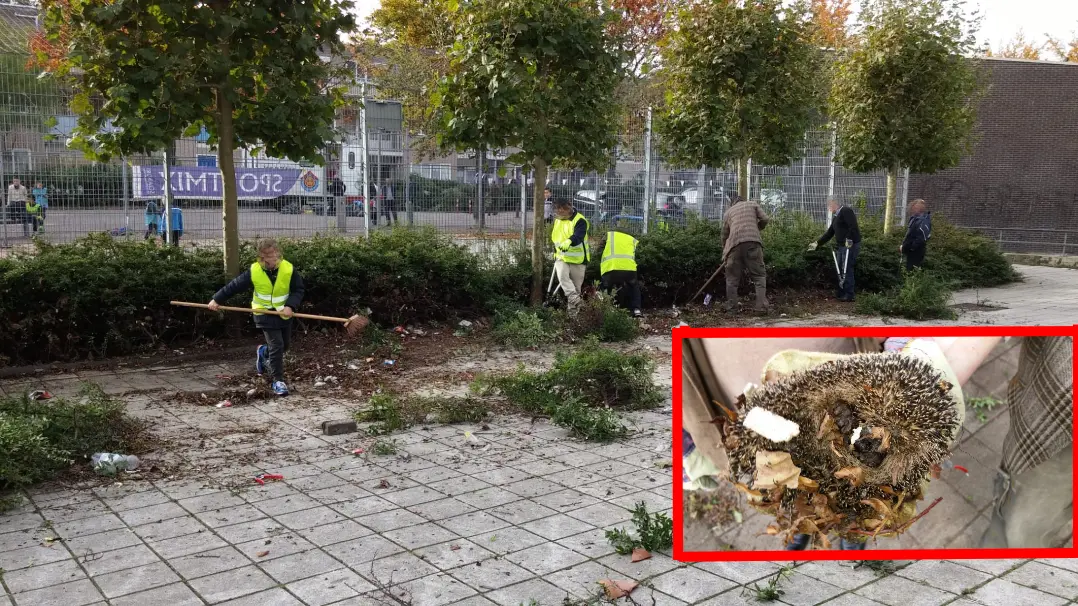 Slapend egeltje ontsnapt ternauwernood aan de schoffel tijdens een buurtschoonmaak