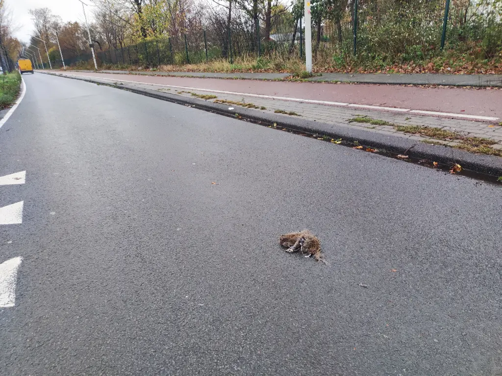 doodgereden egel Klimopweg