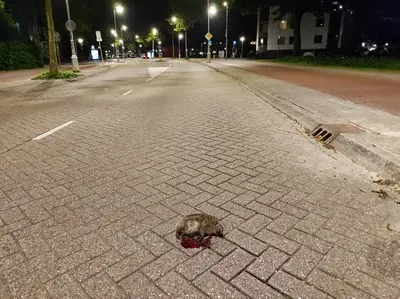 doodgereden egel Meeuwenlaan